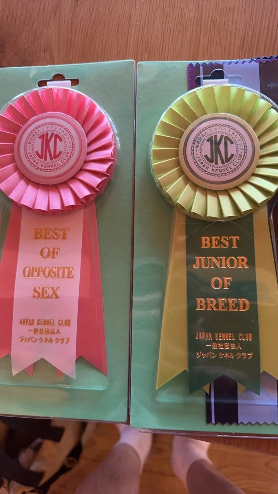 チャーリー君がドッグショーにてJr.チャンピオンを獲得しました